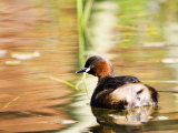 Little Grebe  Adult on Water  UK