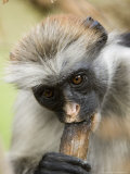 Zanzibar Red Colobus  Adult Eating Charcoal for Minerals  Zanzibar