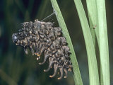Common Birdwing Butterfly  Caterpillar Spinning a Silk Girdle Before Pupating