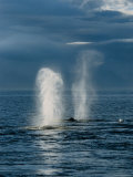 Humpback Whales  Feeding at Surface  AK  USA