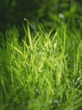 Grass Detail  Scotland