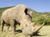 White Rhino  Breeding Animal for Introduction Eleswhere in Kenya  Kenya