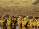 African Lions  Family Drinking  Botswana