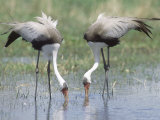 Wattled Crane  Feeding in Shallow Pools Formed by Khwai River  Botswana