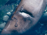 Galapagos Sealion  Close up of Shark Bite Scar  Galapagos Islands