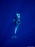 Short-Finned Pilot Whales  Tenerife  Spain