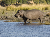 Hippopotamus  Adult Entering Water  Botswana