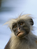 Zanzibar Red Colobus  Close up Portrait of Adult  Zanzibar