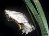 Common Birdwing Butterfly  Pupa
