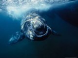 Southern Right Whale  Under Surface  Peninsula Valdes