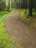 Path Through Woodland  Ross-Shire
