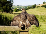 Common Buzzard  Adult Overlooking Countryside  UK