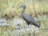 Slaty Egret  Edge of Khwai River  Botswana