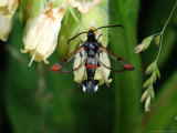 Red-Tipped Clearwing Moth  Adult Feeding  Cambridgeshire  UK