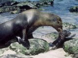 Galapagos Sea Lion  with Pup  Galapagos Islands
