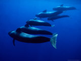 Short-Finned Pilot Whales  Tenerife  Spain