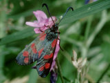 Six-Spot Burnet Moth  Zygaena Filipendulae
