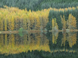 Autumn Larch Trees Reflected in Loch Meig  Strathconon