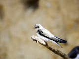 Sand Martin  Fledged Juvenile  UK