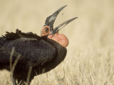 Ground Hornbill  Catching Insect  Botswana