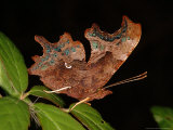 Comma Butterfly  Adult Feeding  Cambridgeshire  UK