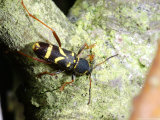Wasp Beetle  Egglaying  Cambridgeshire  UK