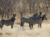 Crawshays Zebra  Small Group in Bush  Tanzania