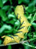 Deaths Head Hawk Moth  Larva