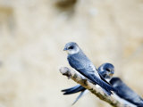 Sand Martin  Fledged Juvenile  UK