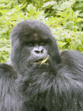 Mountain Gorilla  Male Silverback Eating  Rwanda