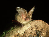 Brown Long-Eared Bat  England  UK