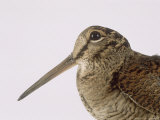 Woodcock  St Tiggywinkles  UK