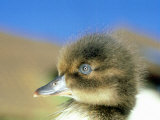 Tufted Duck  Young  England  UK