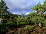 Caledonian Scots Pine  Forest  Rothiemurcus Estate  Scotland  Cairngorms