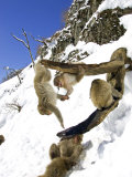 Japanese Macaques or Snow Monkeys  Honshu  Japan