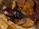Giant Hissing Cockroach  Male