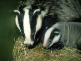 Badger  and Cub  England