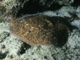 Marbled Torpedo Ray  Lying on Coral Reef  Indian Ocean