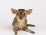 Muntjac Fawn  1-2 Days Old
