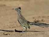 Greater Roadrunner  New Mexico