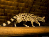 Small-Spotted Genet  Walking on Roof Beam in Lodge  Africa