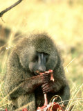 Olive Baboon  Adult Males Hunt & Eat Meat  S Kenya