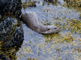 Otter  Female  June