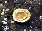 Common Limpet  Underside  UK