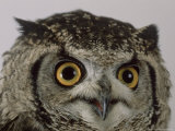 Spotted Eagle Owl  St Tiggywinkles  UK
