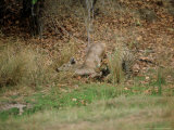 Tiger  with Sambar Prey  India