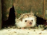 Four-Toed Hedgehog  England  UK