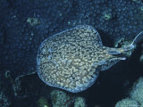 Marbled Torpedo Ray  Lying on Coral Reef  Indian Ocean
