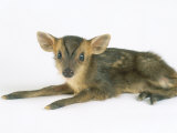 Muntjac Fawn  1-2 Days Old