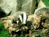 Badger  Young  UK